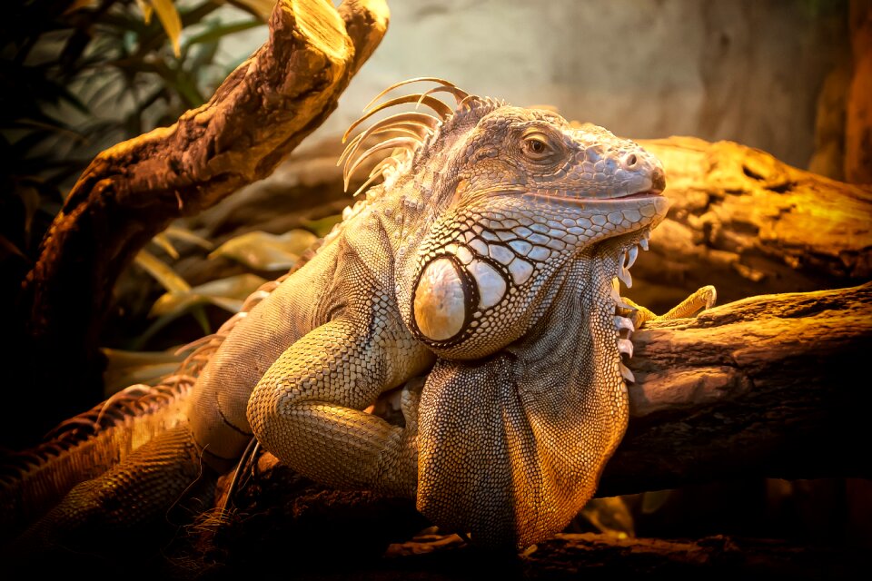 Reptile animal creature