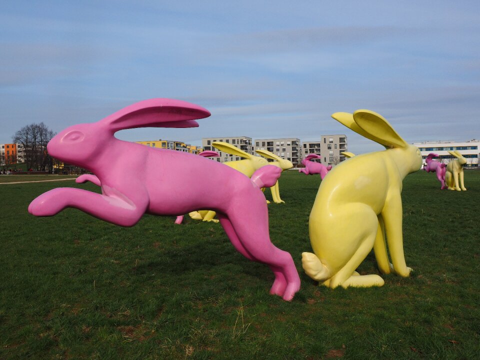 Yellow pink seat and flitz rabbits