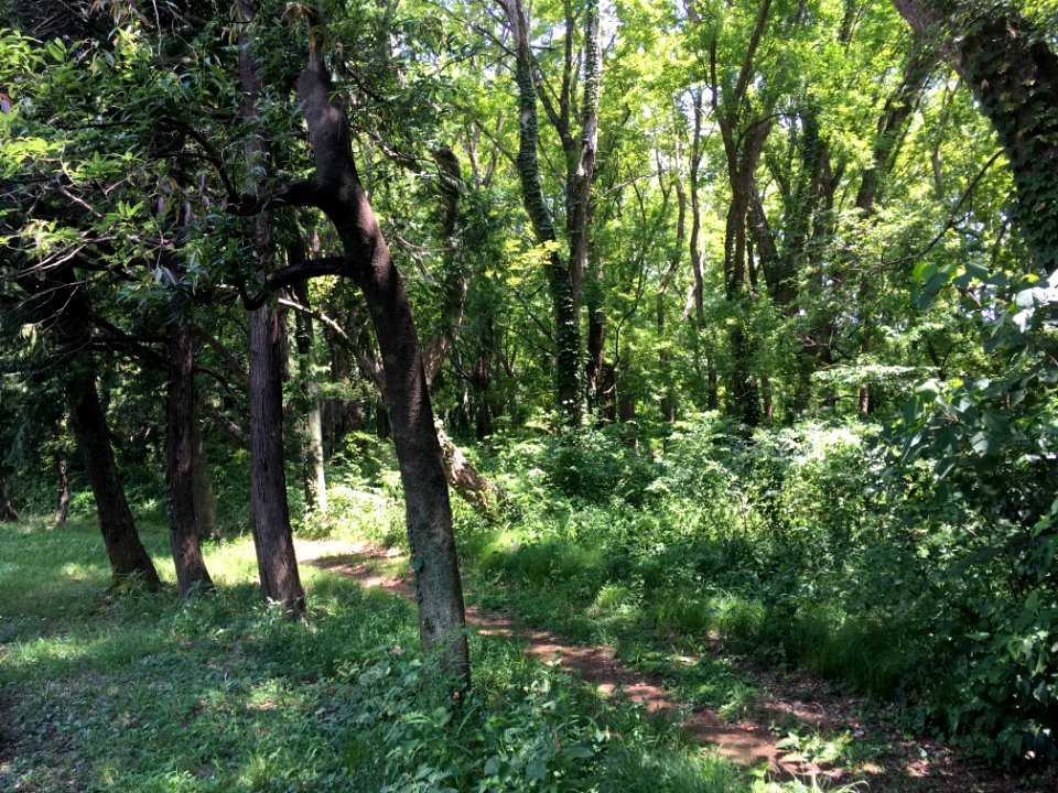 Koganei Park in Kodaira-shi