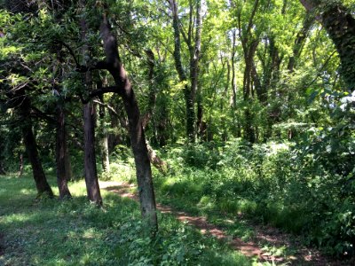 Koganei Park in Kodaira-shi