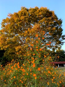 Hikarigaoka Park in Nerima-ku