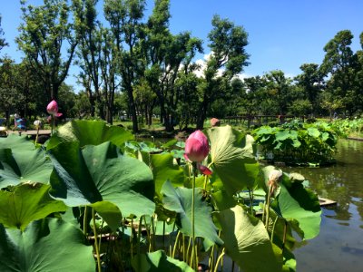 Kyodonomori Park in Fuchi-shi