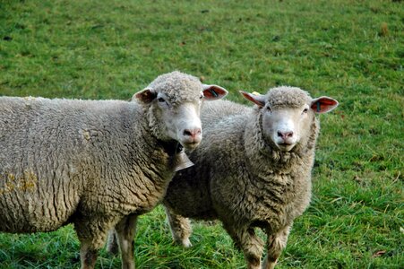 Sheep pasture livestock