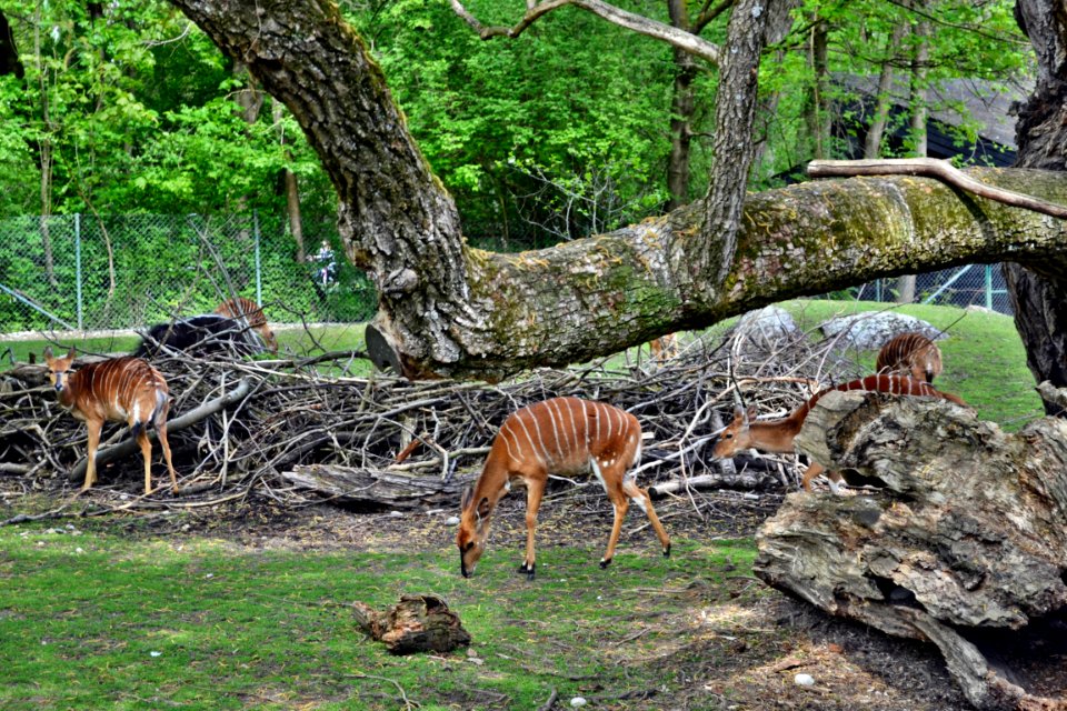 tierpark