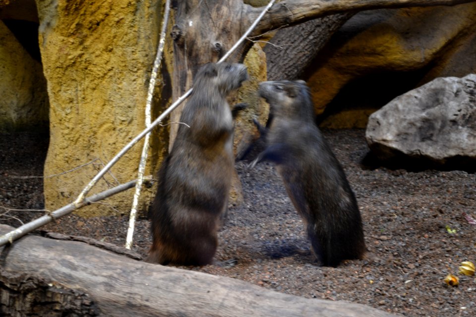 tierpark