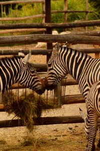 Zebra a couple of endearment