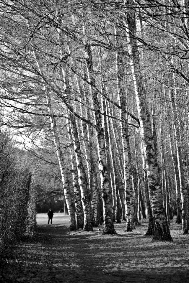 Des bouleaux, un chemin, un inconnu.
