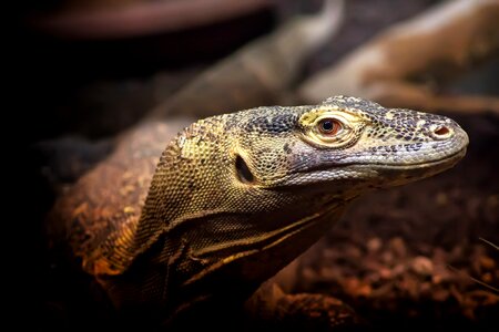 Exotic animal zoo
