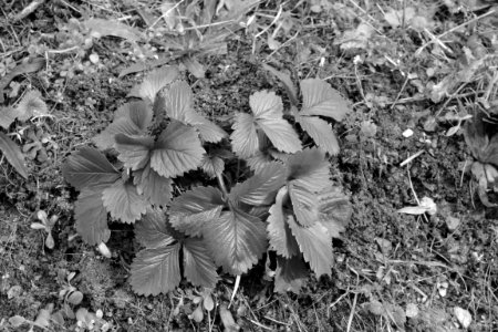 Grayscale