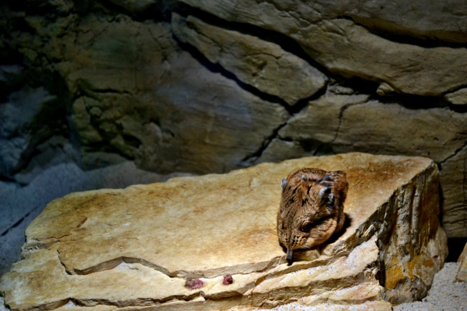 tierpark