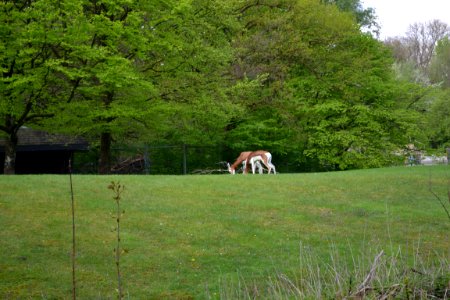 tierpark