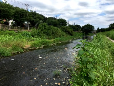 Nogawa River in Kitami and Seijo, Setagaya-ku