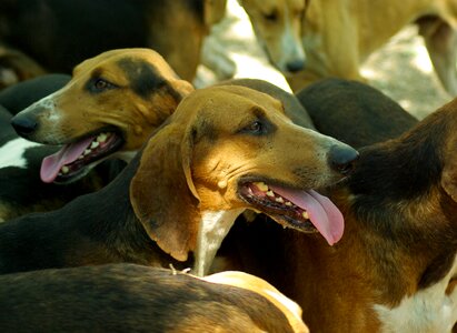 Hunting dog pack hunting