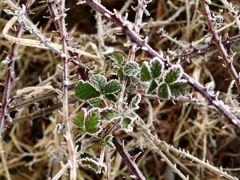 Leaves winter magic icy