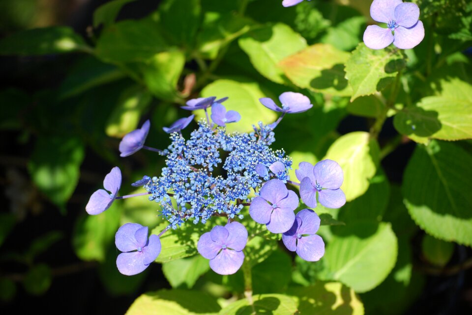 Blossom bloom nature