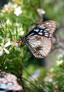 Summer insect wing