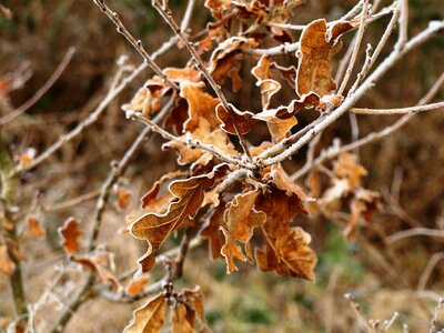 Brown winter frost photo