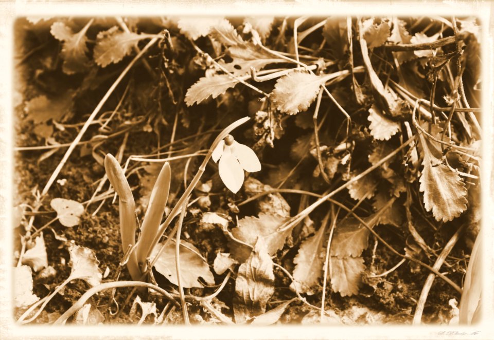 Vintage