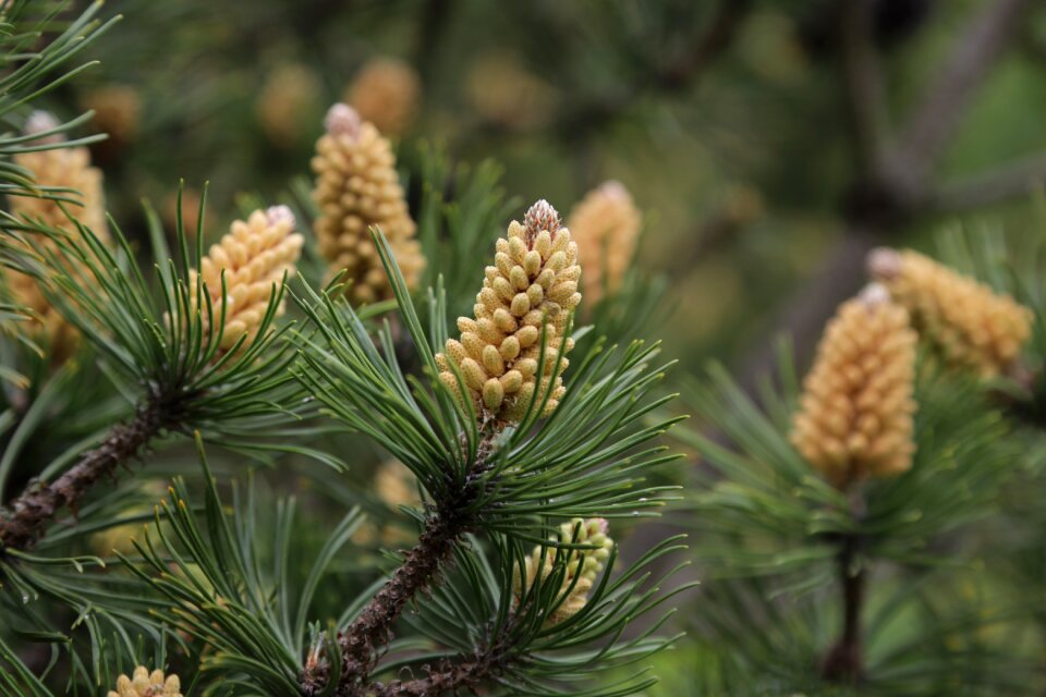 Conifer pine greenhouse close up