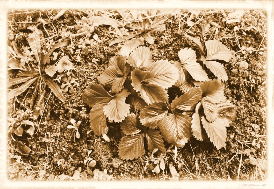 Vintage