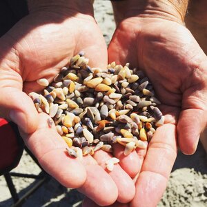 Shell beach crops