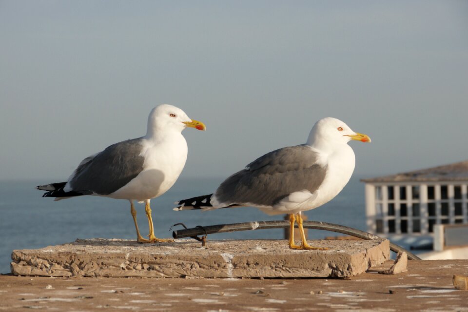 Gulls sea close