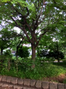 Oizumi-kotsu Park in Nerima-ku