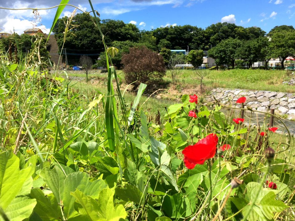 Nakazato in Kiyose-shi