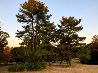 Hikarigaoka Park in Nerima-ku
