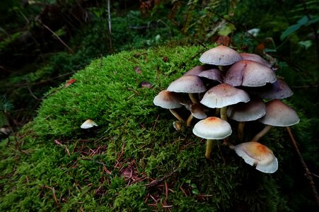 Tree stump moss vegetation photo