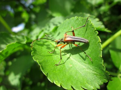Insect bug macro photo