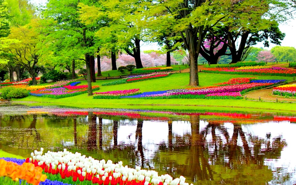Blossoms plants landscape