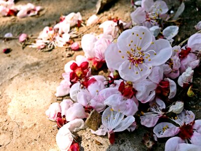 Flowers beauty artistic conception