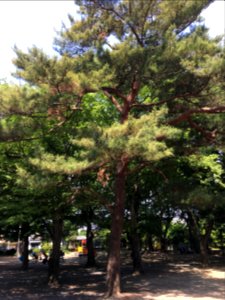 Oizumigakuencho in Nerima-ku