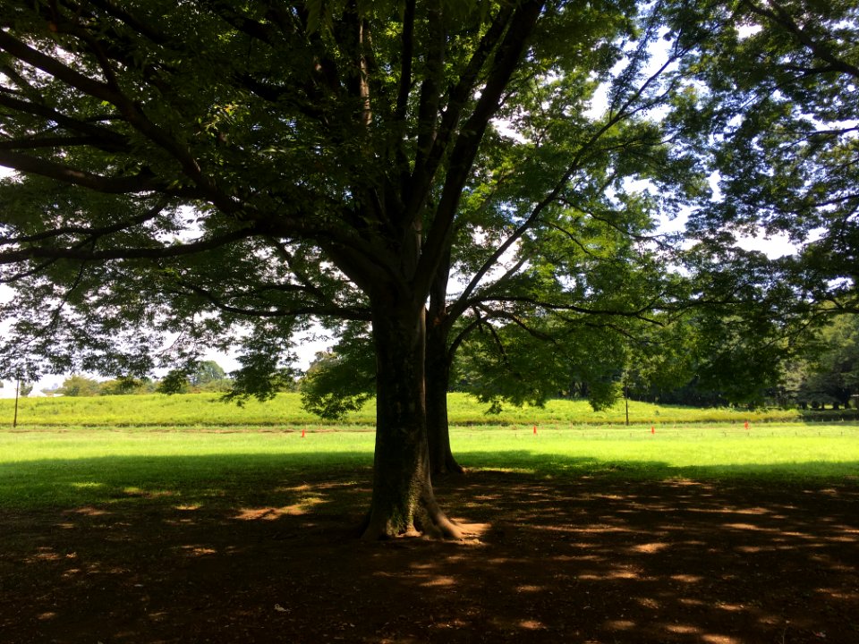 Koganei Park in Kodaira-shi