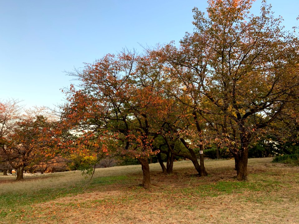Hikarigaoka Park in Nerima-ku