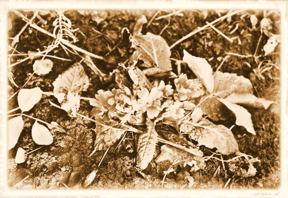 Vintage