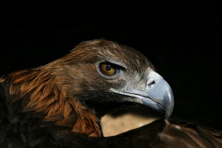 Adler raptor bird of prey photo