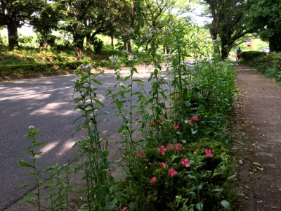 Oizumi Central Park in Nerima-ku