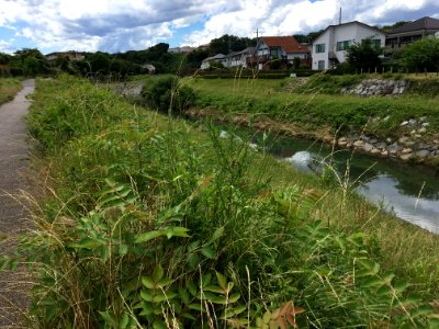 Nakazato in Kiyose-shi