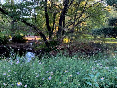 Shakujii Park in Nerima-ku