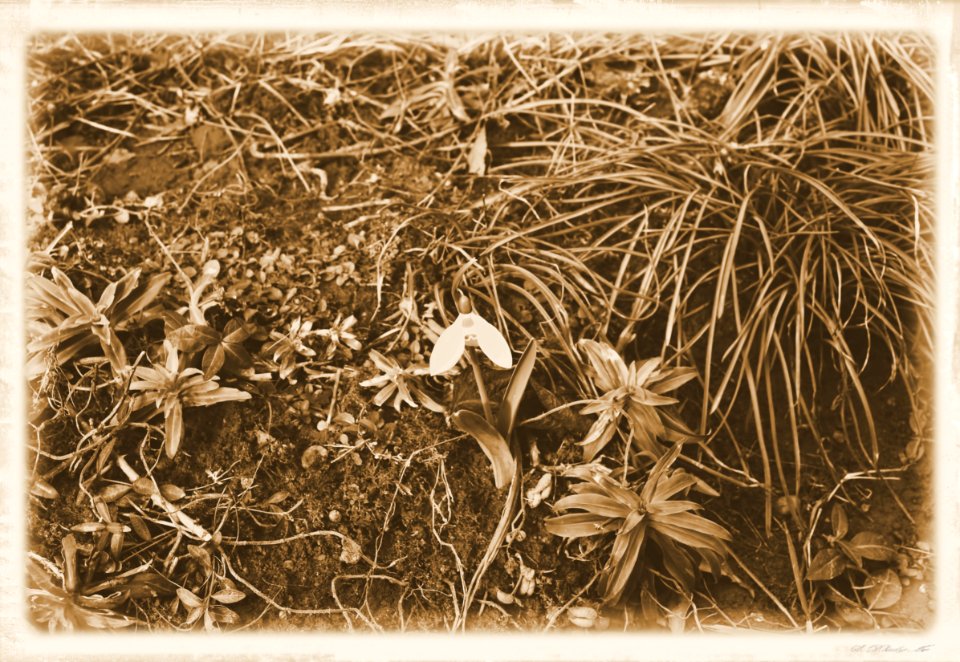 Vintage