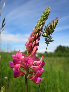 Wildflower flora botany