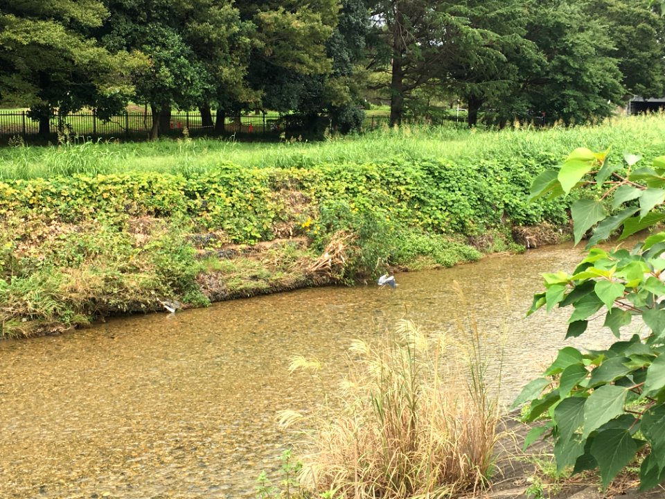 Yanase River in Shitajuku, Kiyose-shi