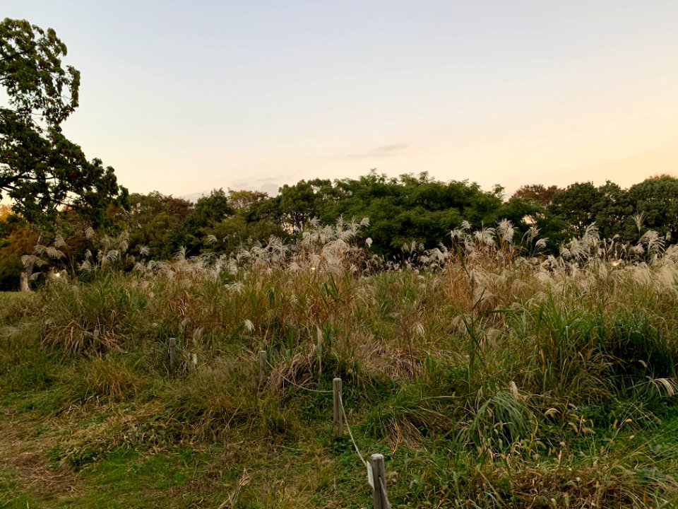 Hikarigaoka Park in Nerima-ku