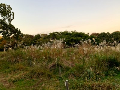 Hikarigaoka Park in Nerima-ku
