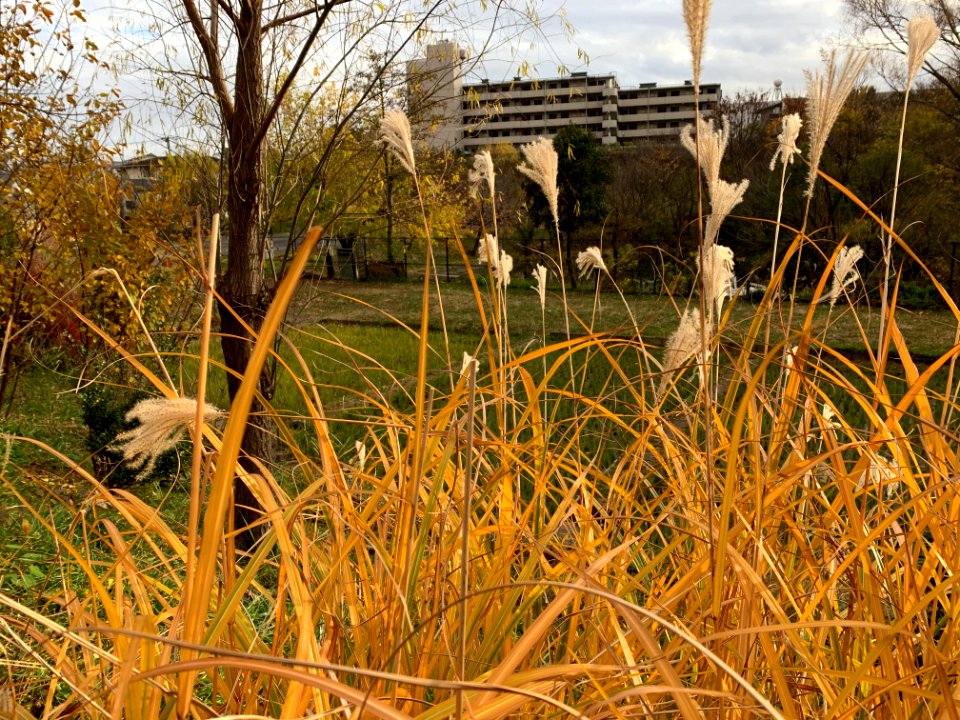 Akabane Nature Observatory Park in Kita-ku