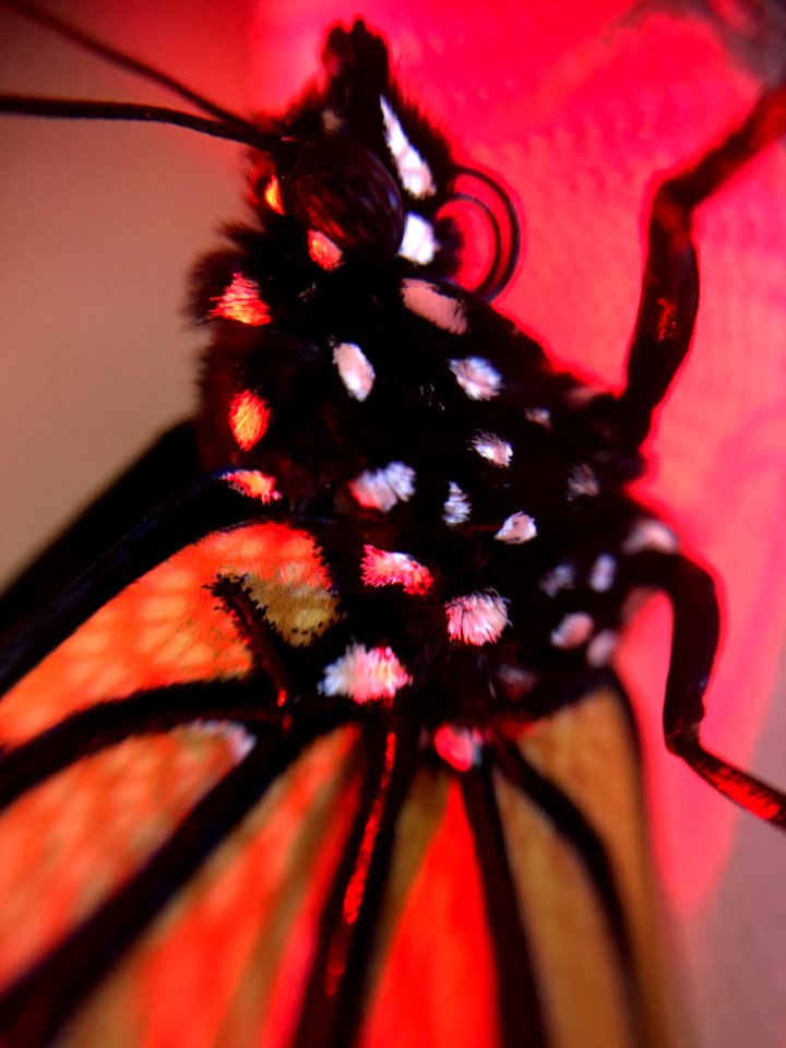 Monarch in red