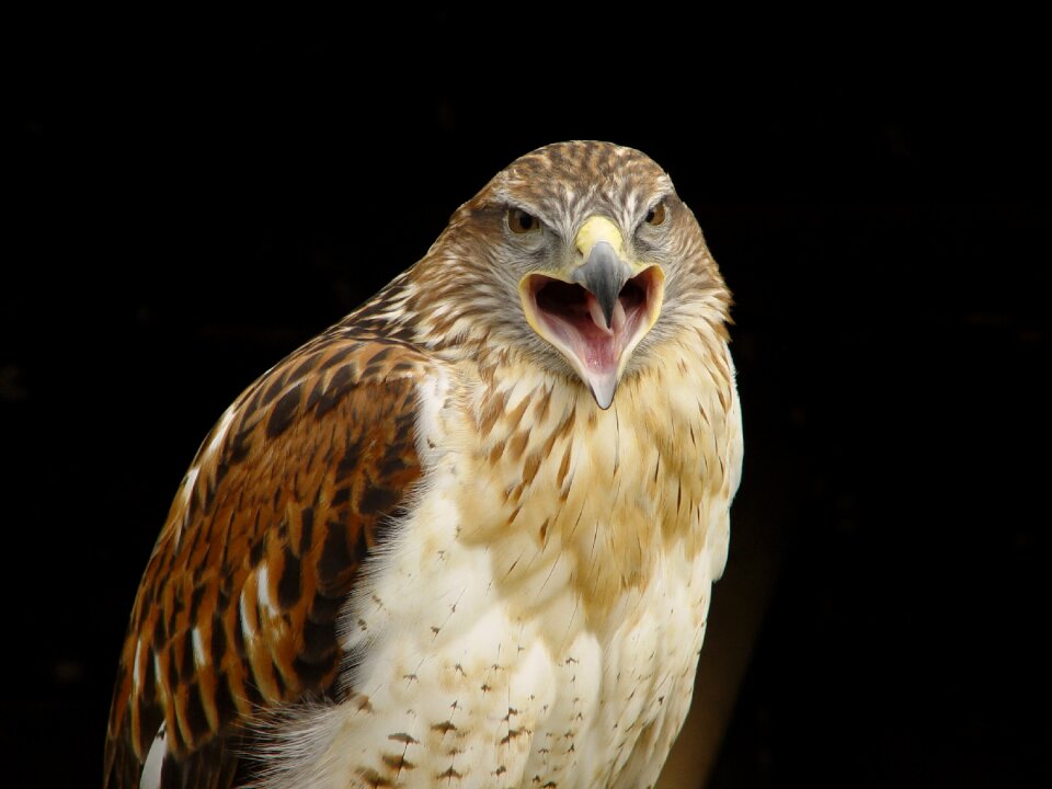 King buzzard raptor bird of prey