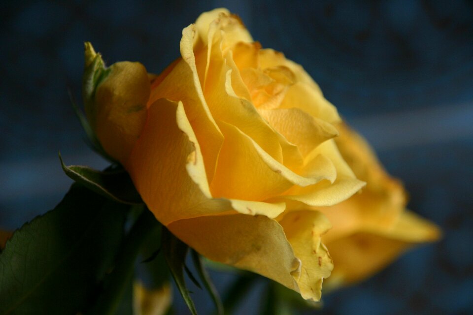 Flower nature floral